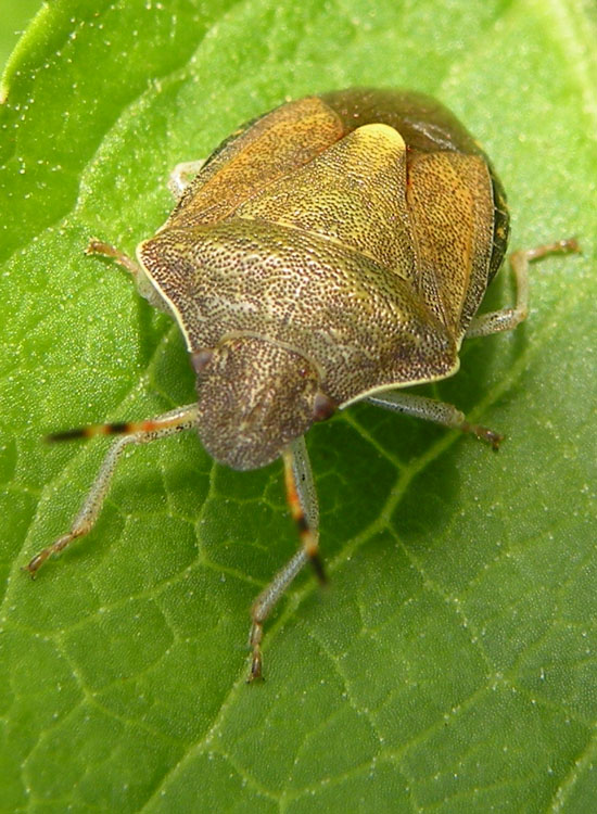 Pentatomidae: Holcostethus vernalis dell''Emilia (RE)